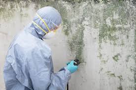 Best Emergency Mold Remediation  in Hallsville, MO